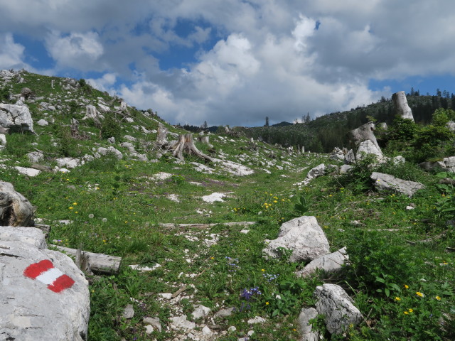 Weg 2 zwischen Höllgrabenbründl und Ybbstaler Hütte (10. Juni)