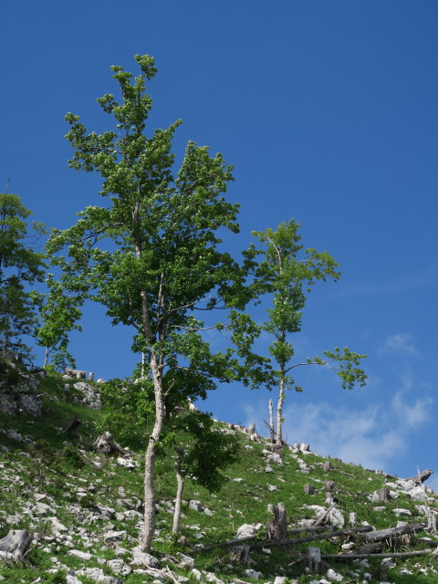 neben Weg 2 zwischen Höllgrabenbründl und Ybbstaler Hütte (10. Juni)