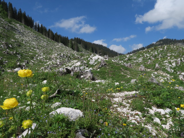 Weg 2 zwischen Höllgrabenbründl und Ybbstaler Hütte (10. Juni)