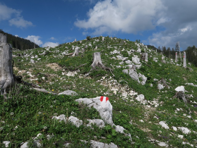 Weg 2 zwischen Höllgrabenbründl und Ybbstaler Hütte (10. Juni)