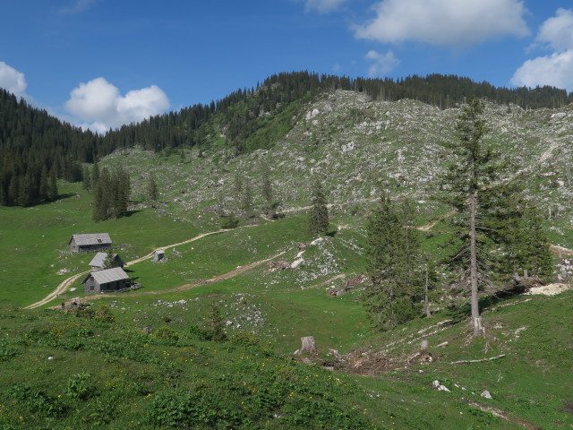 Dürrensteinalm (10. Juni)