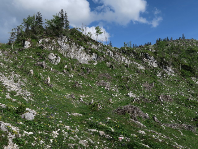 zwischen Ybbstaler Hütte und Noten (10. Juni)