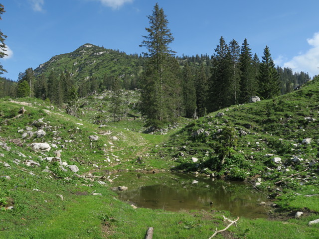 zwischen Ybbstaler Hütte und Noten (10. Juni)