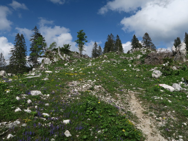 zwischen Ybbstaler H&uuml;tte und Noten (10. Juni)