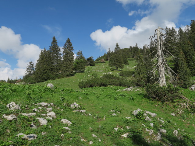 zwischen Ybbstaler Hütte und Noten (10. Juni)