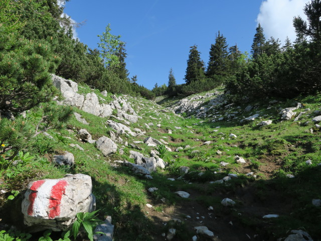 zwischen Ybbstaler Hütte und Noten (10. Juni)