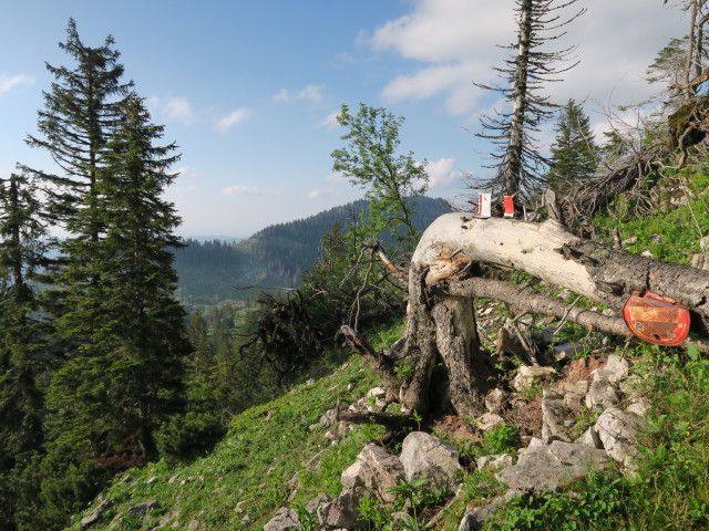 zwischen Noten und Ybbstaler Hütte (10. Juni)