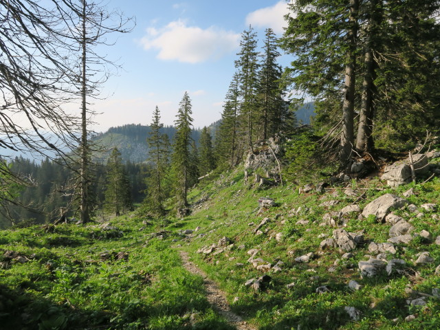 zwischen Noten und Ybbstaler Hütte (10. Juni)