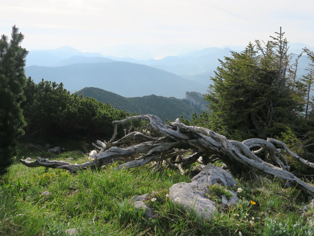 Alpinweg zwischen Dürrenstein und Sperrriedel (11. Juni)