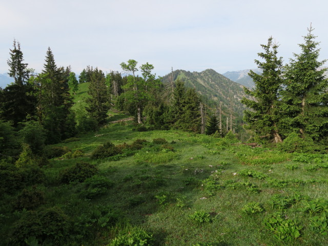 Alpinweg bei der Jagdhütte Edelwies (11. Juni)