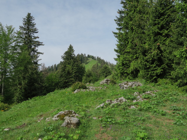 Alpinweg zwischen Sonnstein und Hochkirch (11. Juni)