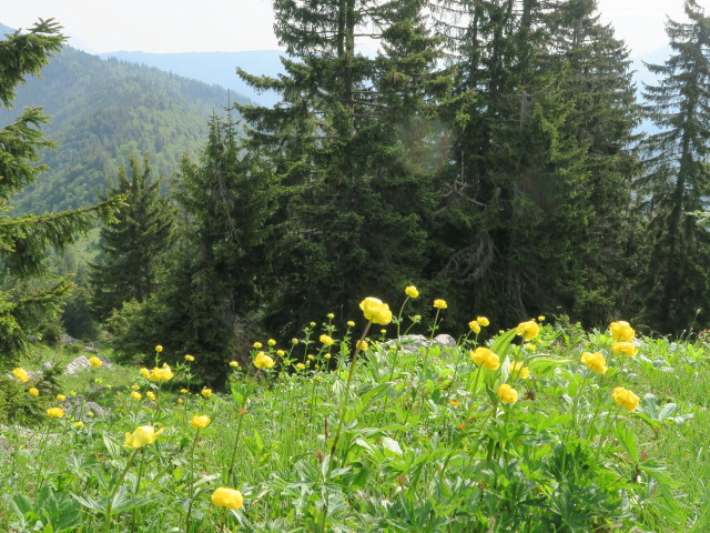 Hochkirch, 1.468 m (11. Juni)