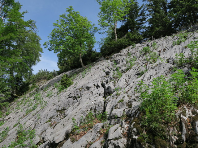 neben dem Alpinweg zwischen Hochkirch und Waldsteinsattel (11. Juni)