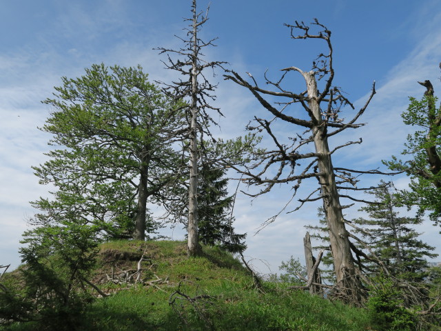 Alpinweg zwischen Waldsteinsattel und Tremel (11. Juni)