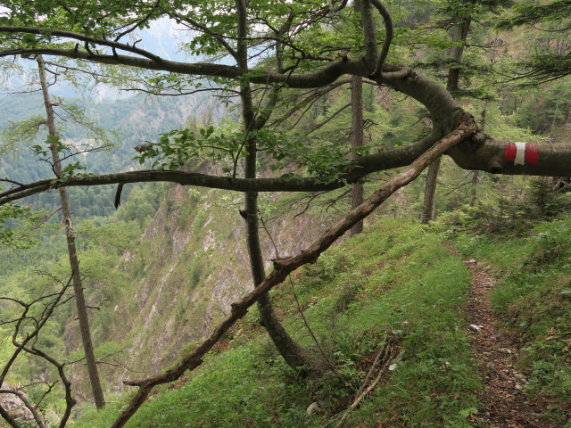 Weg 13 zwischen Tremel und Windischbachau (11. Juni)