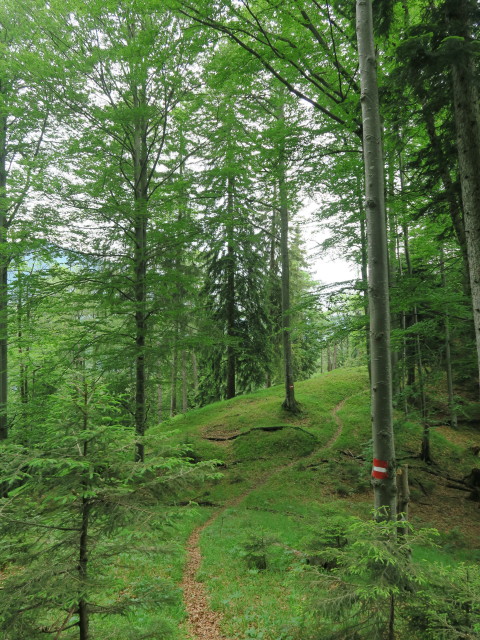 Weg 13 zwischen Tremel und Windischbachau (11. Juni)