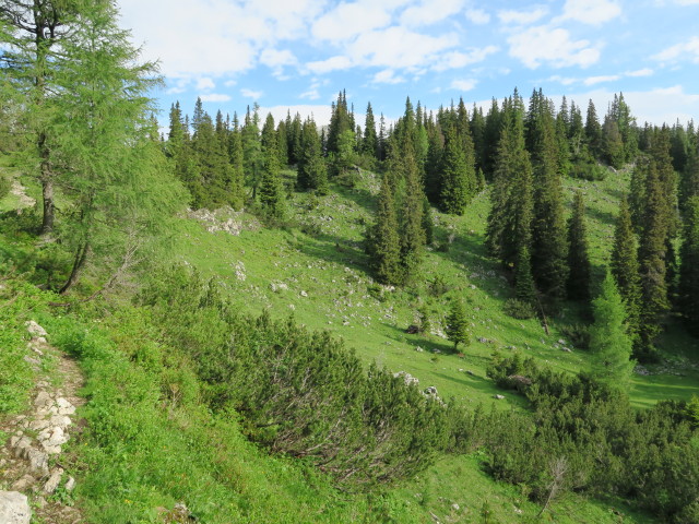 zwischen Sonnschienalm und Klammboden (19. Juni)