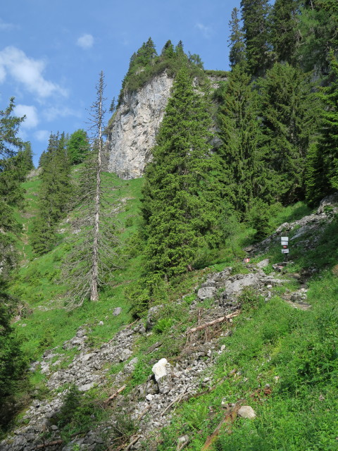 zwischen Sonnschienalm und Klammboden (19. Juni)