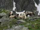 zwischen Wangenitzseehütte und Petzeck (2. Juli)