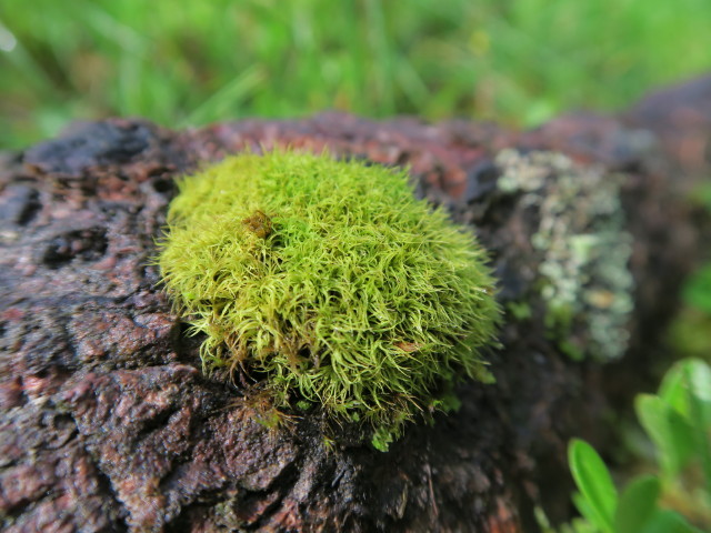 neben dem Zabratsteig zwischen B&auml;renkopf und Hochstadelhaus (9. Juli)