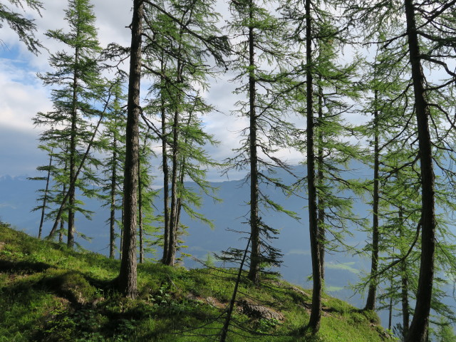neben dem Zabratsteig zwischen B&auml;renkopf und Hochstadelhaus (9. Juli)