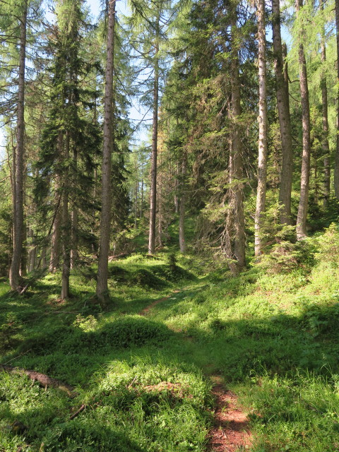 Zabratsteig zwischen B&auml;renkopf und Hochstadelhaus (9. Juli)