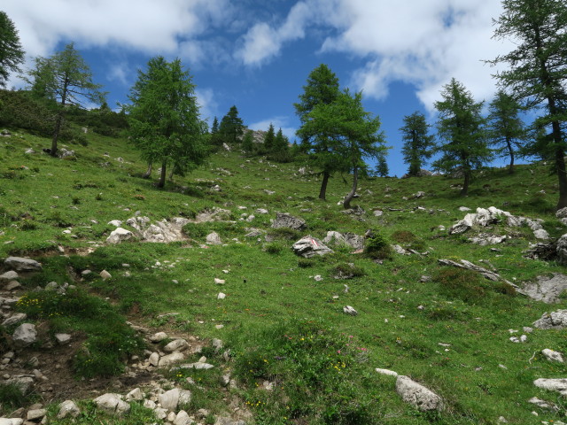 Rudnigweg zwischen Unholdenalm und Wiesenspitze (9. Juli)