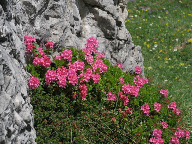 neben dem Dreit&ouml;rlweg zwischen Kuhleitent&ouml;rl und Laserzt&ouml;rl (10. Juli)