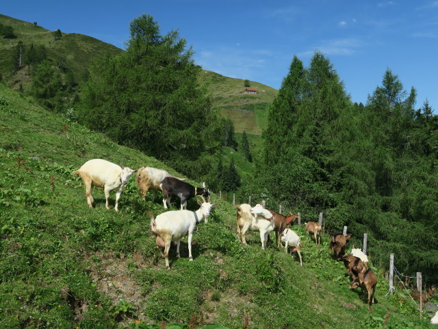 neben Weg 420 zwischen Griminitzen und Gundersheimer Alm (16. Juli)