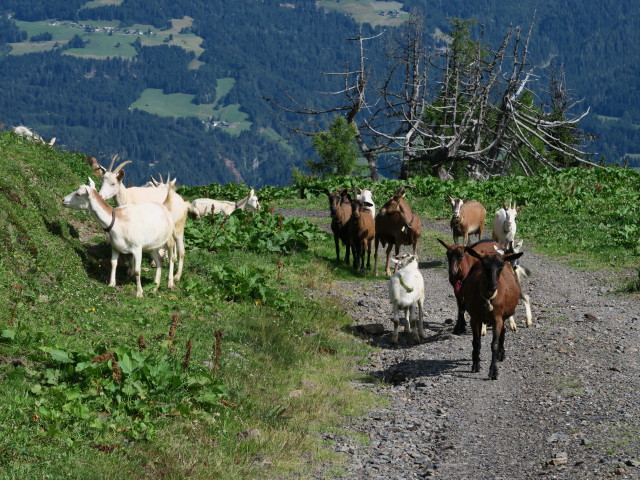 Weg 420 zwischen Griminitzen und Gundersheimer Alm (16. Juli)