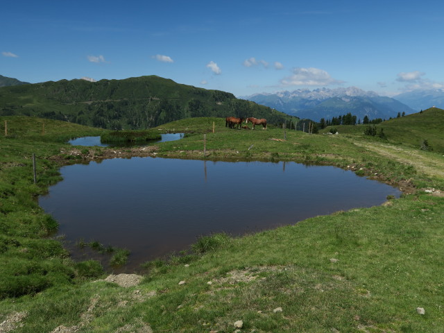 zwischen Nölblinger Höhe und Waidegger Höhe (16. Juli)