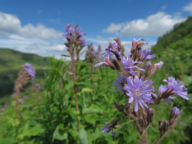 neben Weg 425 zwischen Findenigkofel und Lodinutpass (16. Juli)