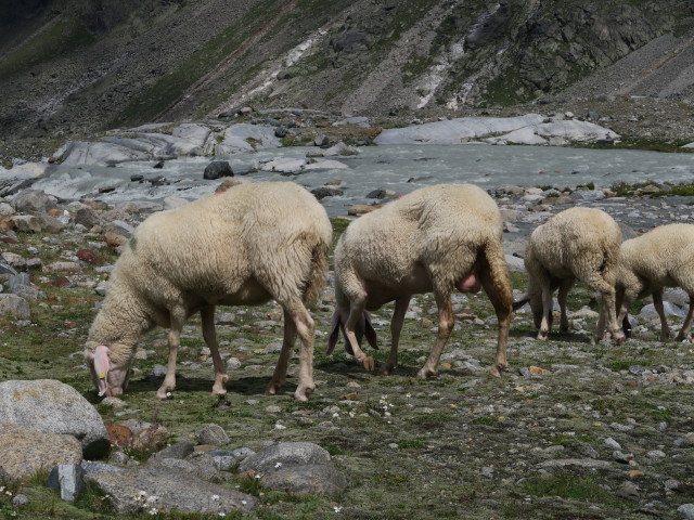 Alpeiner Bach zwischen Alpeiner Ferner und Berglastal (30. Juli)