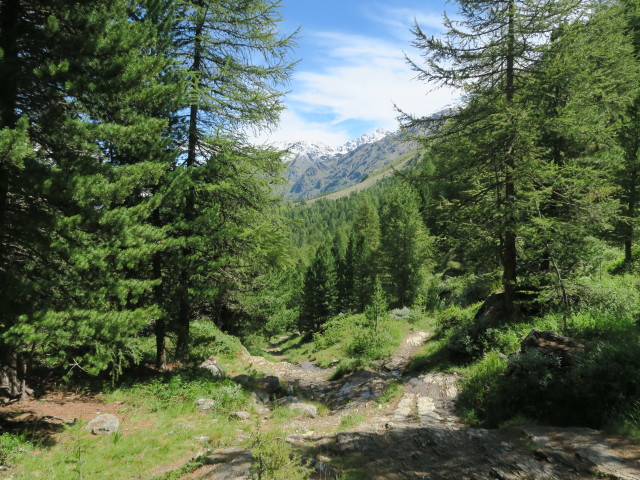 Weg 37 zwischen ehemaligem Hotel Paradiso und Schönbichl (6. Aug.)