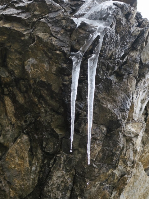 neben Weg 31 zwischen Sch&ouml;nbichl und Vorderem Rotspitz (6. Aug.)