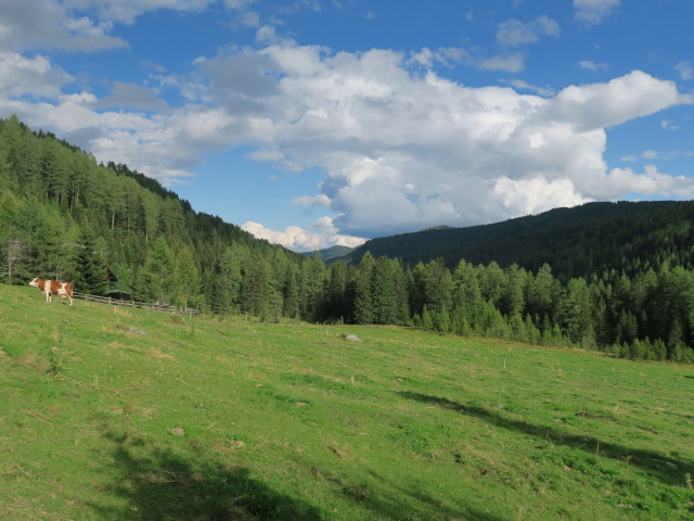 neben Weg 787 zwischen Haltestelle Prebersee Grazer Hütte und Grazer Hütte (19. Aug.)