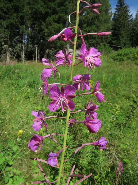 zwischen Prodingerh&uuml;tte und Gasthaus Ludlalm (20. Aug.)