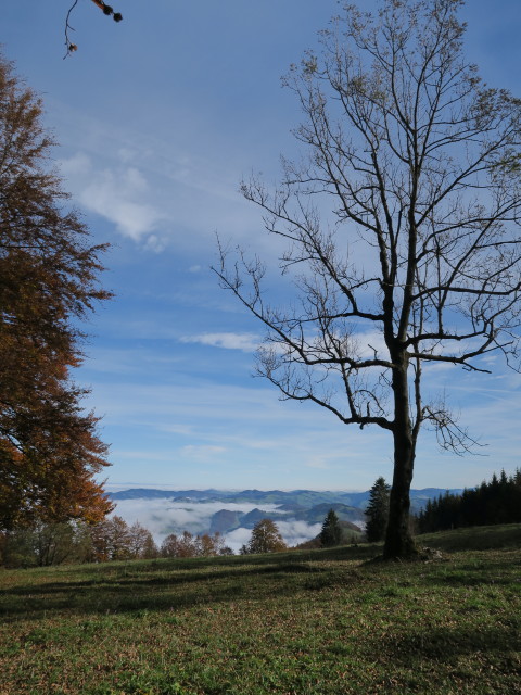 neben Weg 409 zwischen Gscheid und Kruckenbrettl