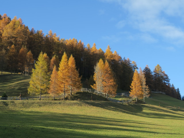 zwischen Ochsenalm und Maria Waldrast (29. Okt.)