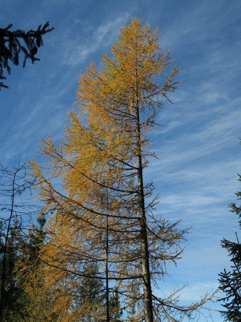 neben dem Probststeig