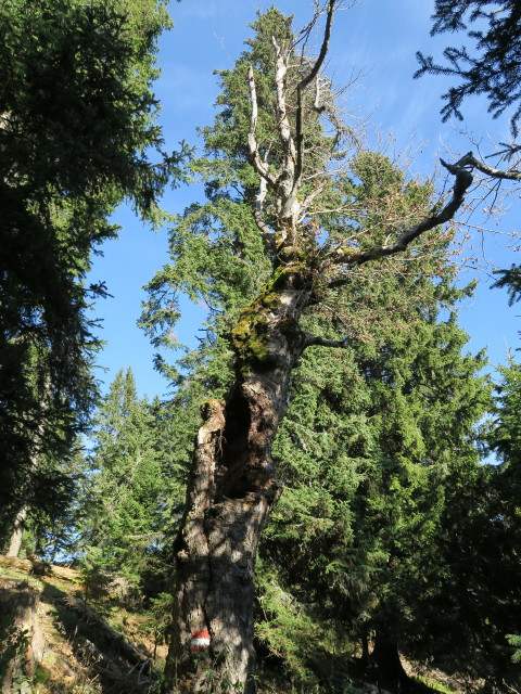 neben dem Probststeig