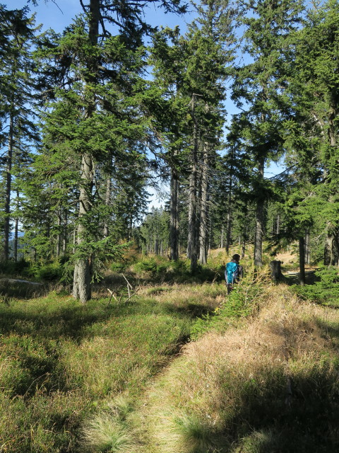 Sabine am Peter-Rosegger-Weitwanderweg zwischen Kampalpe und Windmantel