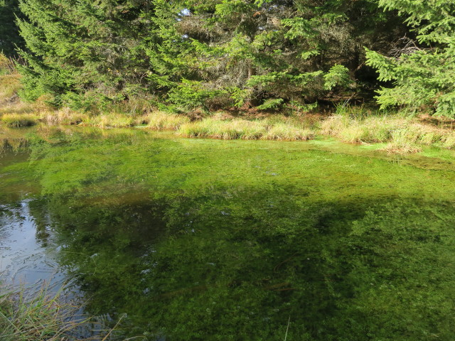 neben Weg 827 zwischen Peter-Rosegger-Weitwanderweg und Schmidlruhe