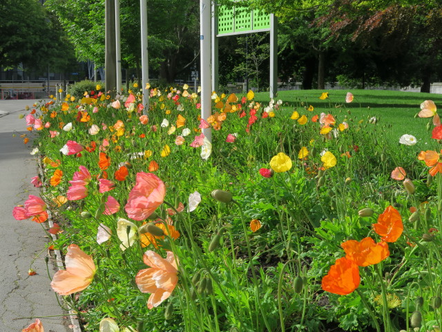 neben der Durham Street South in Christchurch (13. Nov.)