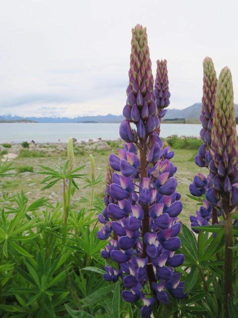 beim Lake Tekapo (14. Nov.)