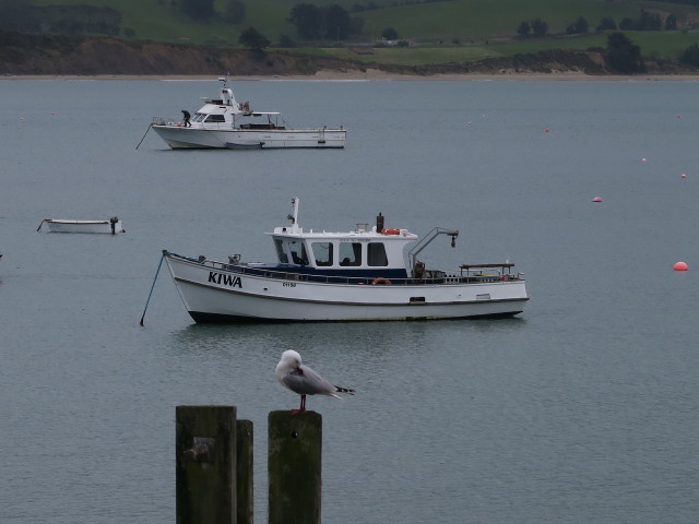 Moeraki Harbour (15. Nov.)