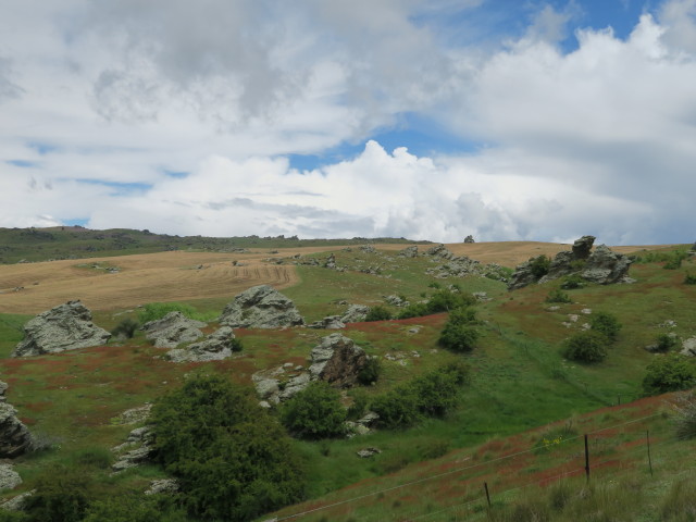 neben der Ida Valley-Omakau Road (16. Nov.)