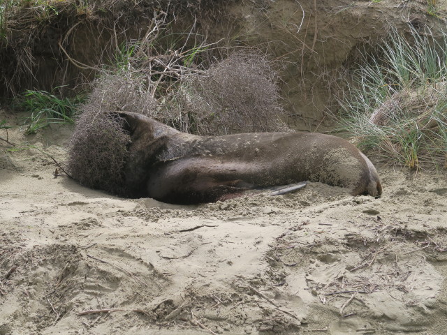 Surat Bay (17. Nov.)