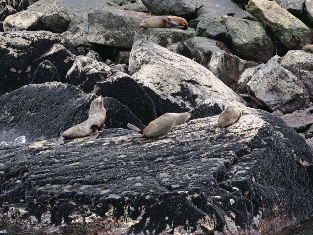 Seal Rock im Milford Sound (19. Nov.)