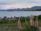 Lake Tekapo (14. Nov.)